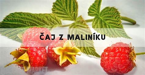 Obrázek: Maliník a jeho význam pro přípravu na porod