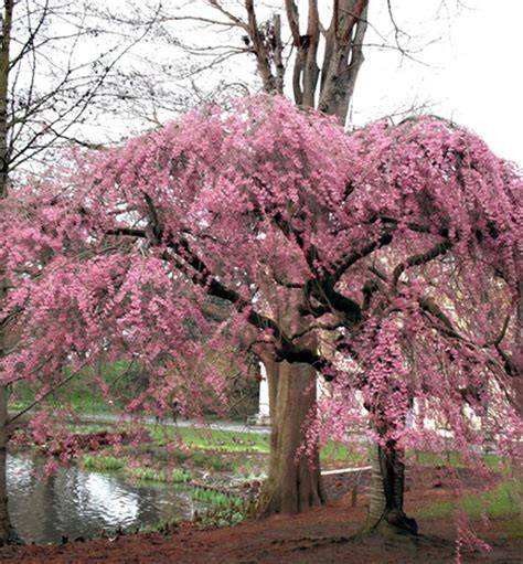 Grafická ukázka třešně chloupkaté Pendula Plena Rosea s bohatým jarním květenstvím a převislým zvlněním větví