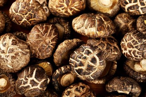 Klobouk houby shiitake s jemně zvlněnými okraji a hnědou barvou