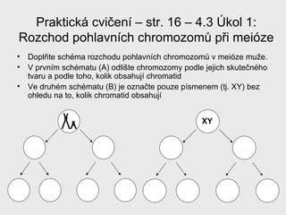 ilustrativní schéma pokroků v počtech chromozomů a příčin zamlklého těhotenství