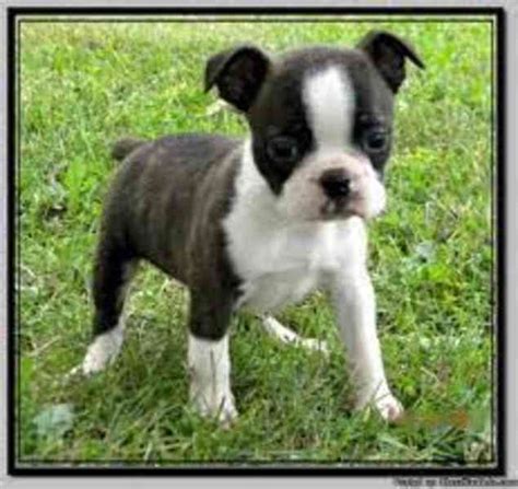 ilustrační foto měkkého textilního pejska s různými prvky