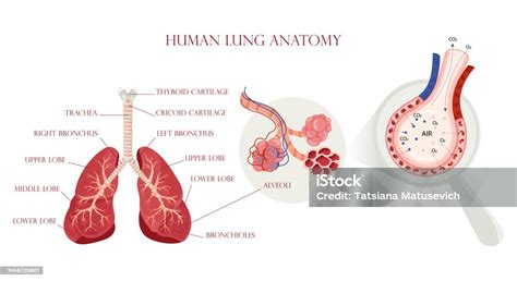Schéma zobrazující anatomii plic a průběh rentgenového paprsku.