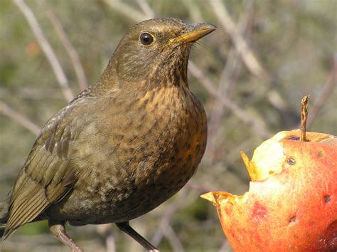 Ilustrace kosa černého samce s typickým žlutým zobákem.