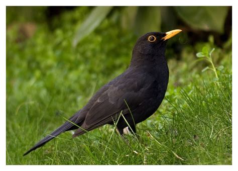 Kos černý při lovu žížaly na vlhké půdě.