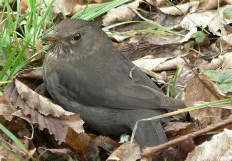 Detail hlavy samice kosa černého s tmavým zobákem.