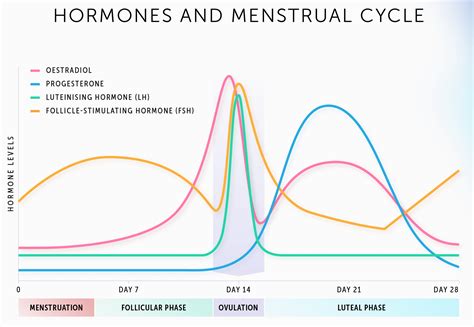 graf znázorňující typický hormonální profil ženy během menstruačního cyklu