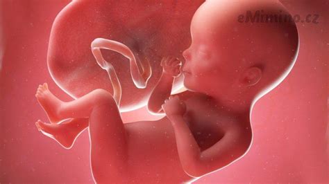 ilustrace vývoje embrya v 7. týdnu těhotenství s vyznačenými orgány a končetinami
