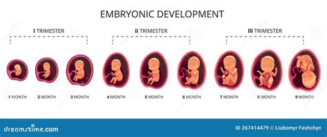 grafické znázornění růstu embrya od 1. do 7. týdne těhotenství s uvedením velikosti v mm