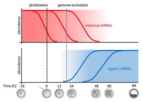 Schéma drah tří malých savčích RNA studovaných v laboratoři
