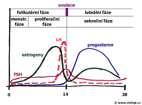 graf hormonálních hladin po porodu