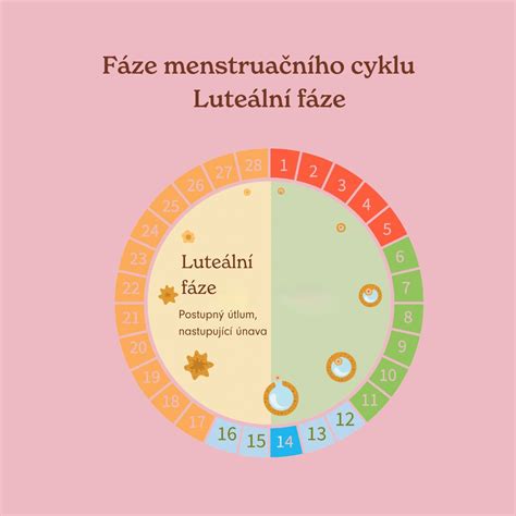 Infografika: Zjednodušený diagram luteální fáze a začátku Utrogestanu