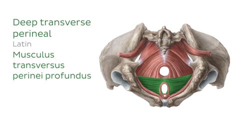 ilustrace svalů pánevního dna a oblasti hráze
