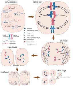 schéma chromozomů s vyznačenou trizomií 18