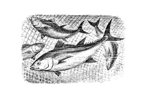 ilustrace ryb s označením potenciálního obsahu rtuti