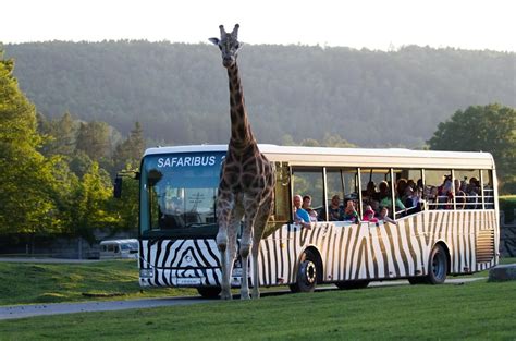 fotografie lvíčat v Safari Parku Dvůr Králové