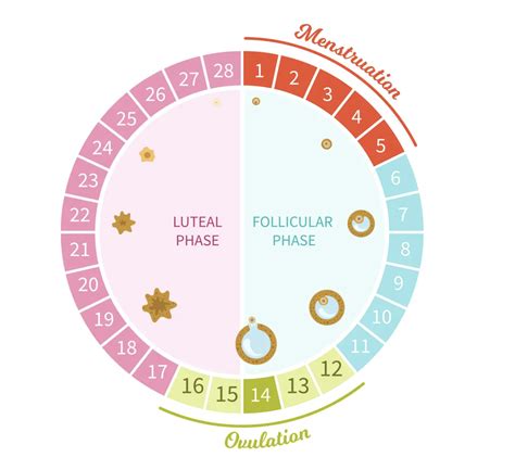 Schéma menstruačního cyklu s vyznačenou menstruační fází