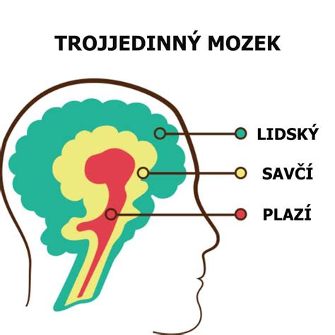 ilustrace zobrazující vývoj mozku plodu a vliv nikotinu