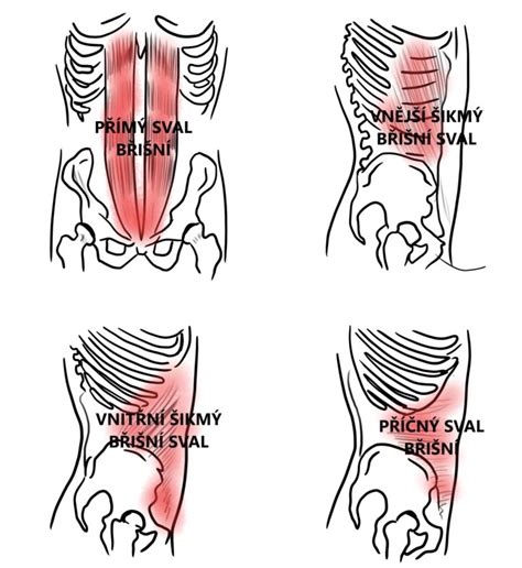 Infografika: Struktura břišní stěny a hlavní svaly