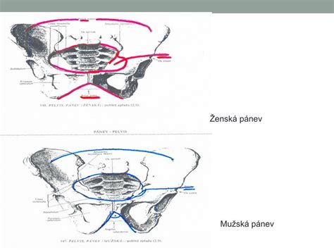 anatomický nákres pánve a porodních cest