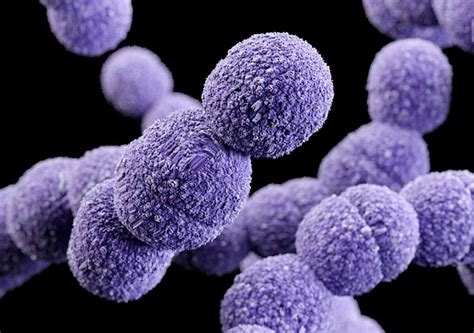 schematické znázornění bakterií Streptococcus agalactiae