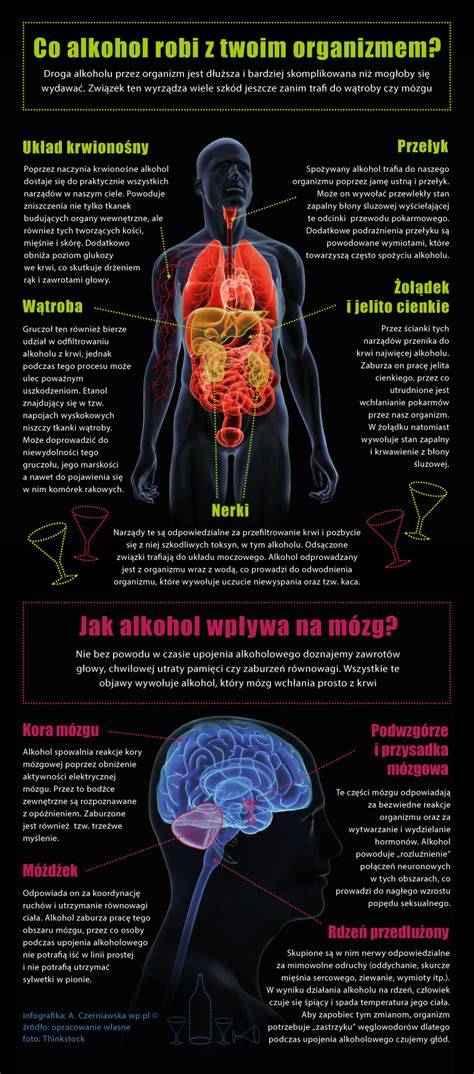 Infografika: Jak alkohol ovlivňuje plodnost a období po ovulaci