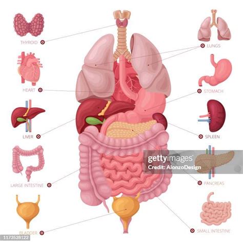 Anatomická mapa břicha s vyznačenými orgány a typickými bolestmi
