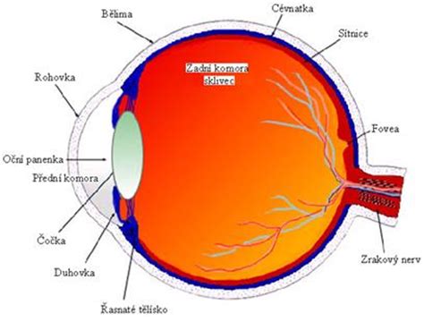 schema oka s vyznačenou sítnicí a makulou
