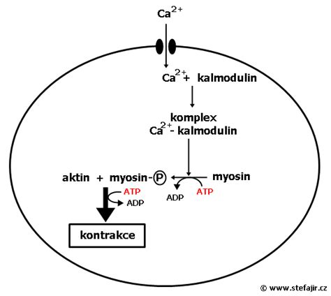 Schéma kontrakce hladké svaloviny: Ca2+-kalmodulin-MLCK-myosin