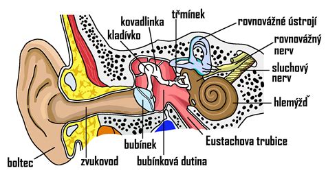 Infografika: Průběh vývoje sluchového systému u člověka
