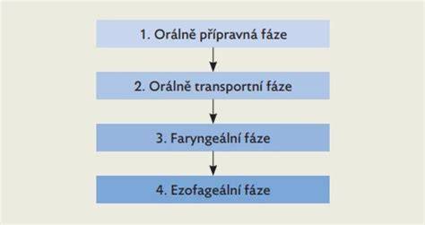 Schéma vývoje sání, polykání a polohování