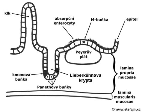 Ilustrace účinků Bioparoxu na sliznice