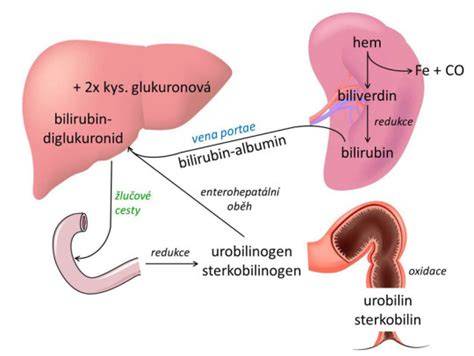 Infografika znázorňující průběh novorozenecké žloutenky a metabolismus bilirubinu