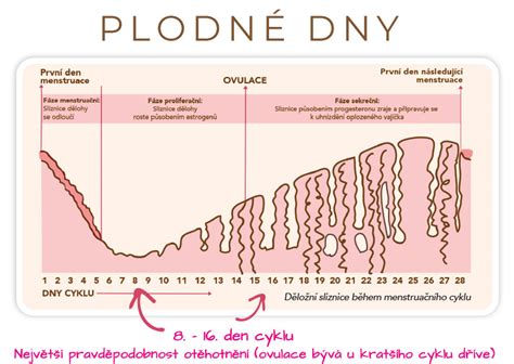 infografika znázorňující plodné dny v menstruačním cyklu