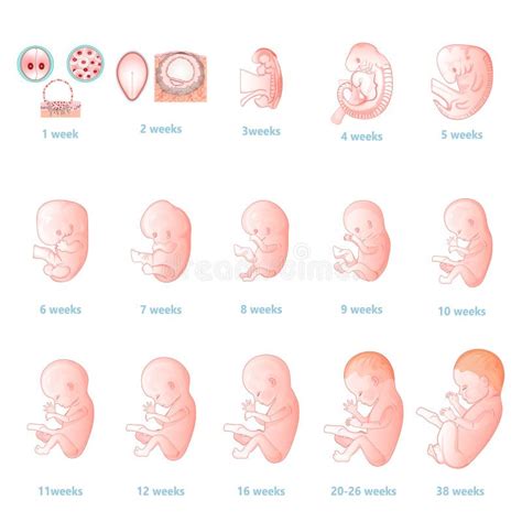 Detailní zobrazení ruky a nohy embrya koncem 8. týdne vývoje
