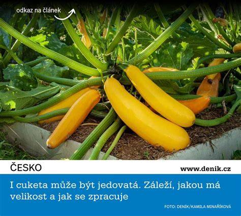 Infografika: Jak probíhá poroda a kdy hrozí riziko