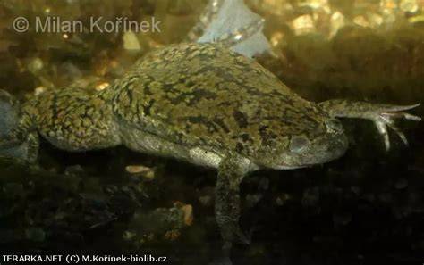 Drápatka Xenopus laevis