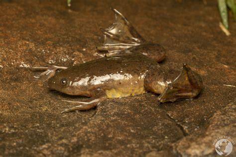 Žába Xenopus laevis v laboratoři