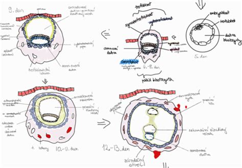 Struktura blastocysty s vyznačením embryoblastu a trofoblastu