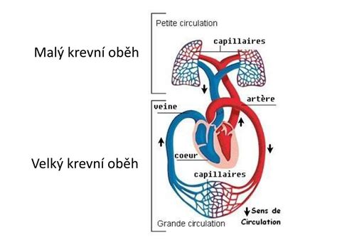 schematické znázornění koloběhu krve v těle člověka