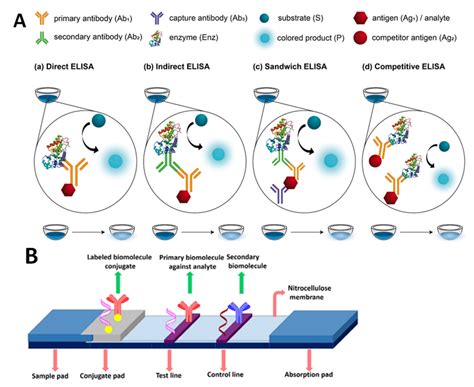 Diagram ELISA principu: receptor antigenu - hCG - protilátka - substrát