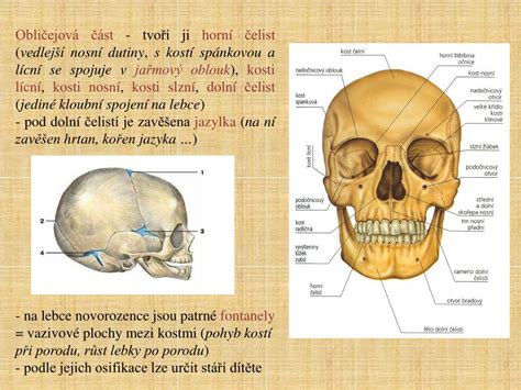 Infografika znázorňující strukturu lebky kojence, fontanely a jejich časové uzávěry
