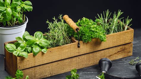 Koláž z bylinek používaných při kašli