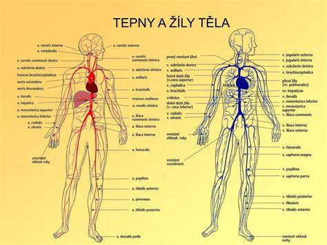 Anatomické schéma jater a jejich okolí
