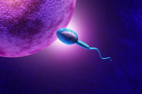 Schéma procesu dárcovství spermií a vajíček