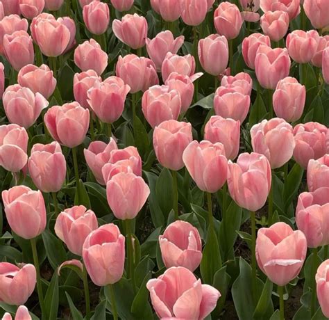 Ilustrace vibrátoru Tulip s vyznačenou špičkou a klitorisovým výběžkem