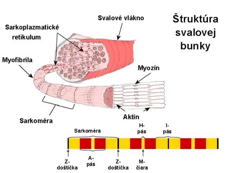 Ilustrácia svalovej bunky ukazujúca interakciu vápnika a horčíka pri kontrakcii a relaxácii.