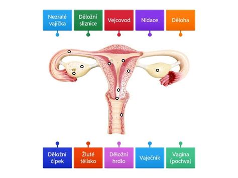 Diagram: Ženská plodnost - klíčové faktory ovlivňující ovulaci a děložní sliznici