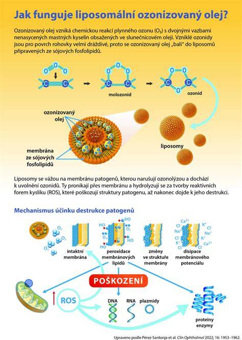 Infografika - Jak funguje ovulace a LH špička