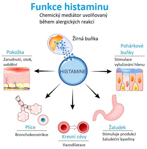 schéma znázorňující, jak antihistaminika blokují účinek histaminu