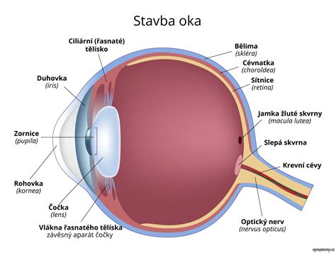 Ilustrace stavby oka s vyznačenou spojivkou
